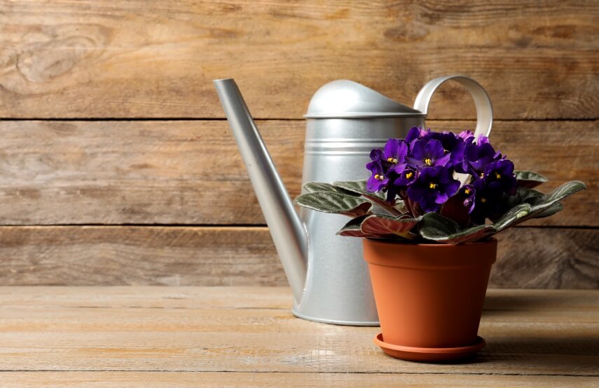 African violet and watering can