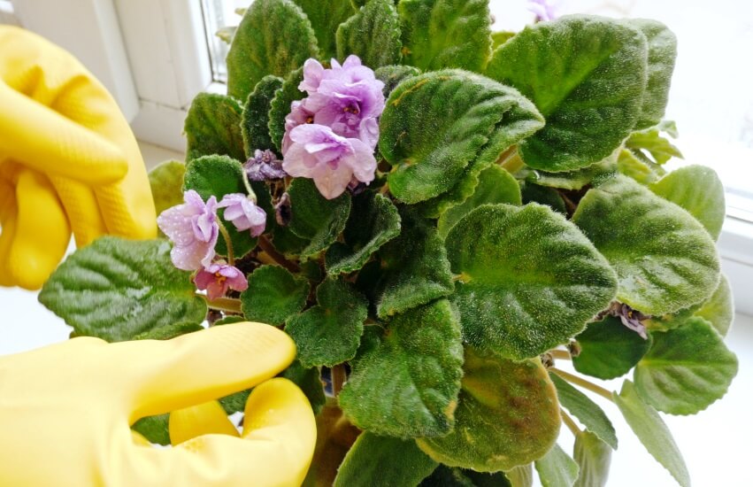 checking african violet plant