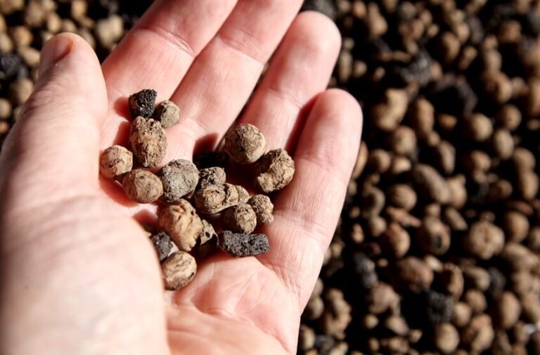 Pumice vs Leca vs Perlite vs Vermiculite What Are The Differences?