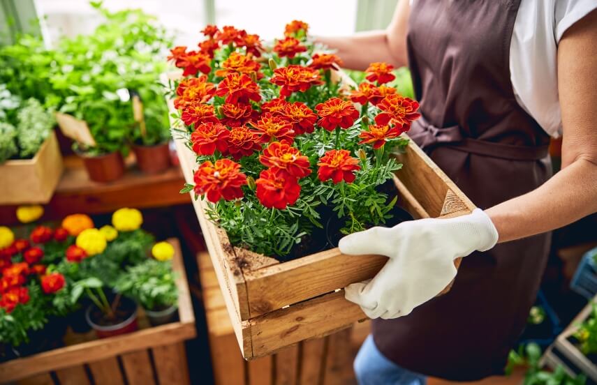 marigolds in the box