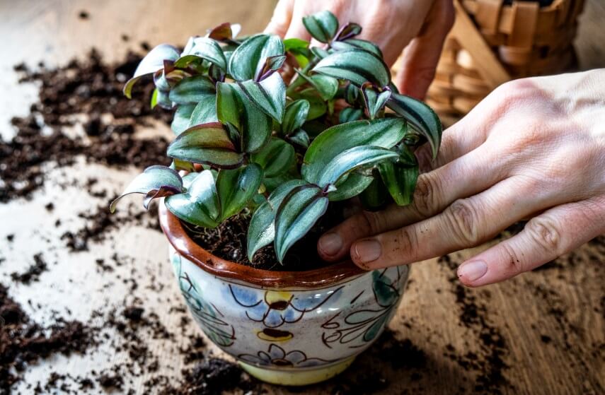 Propagating Wandering Jew in Soil