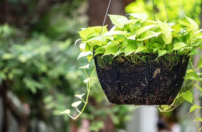 pothos plant in basket
