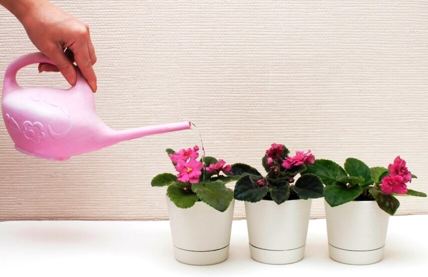 top watering African violet