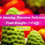 4 Amazing Monstera Deliciosa Fruit Benefits (+FAQ)
