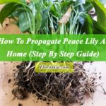 How To Propagate Peace Lily At Home