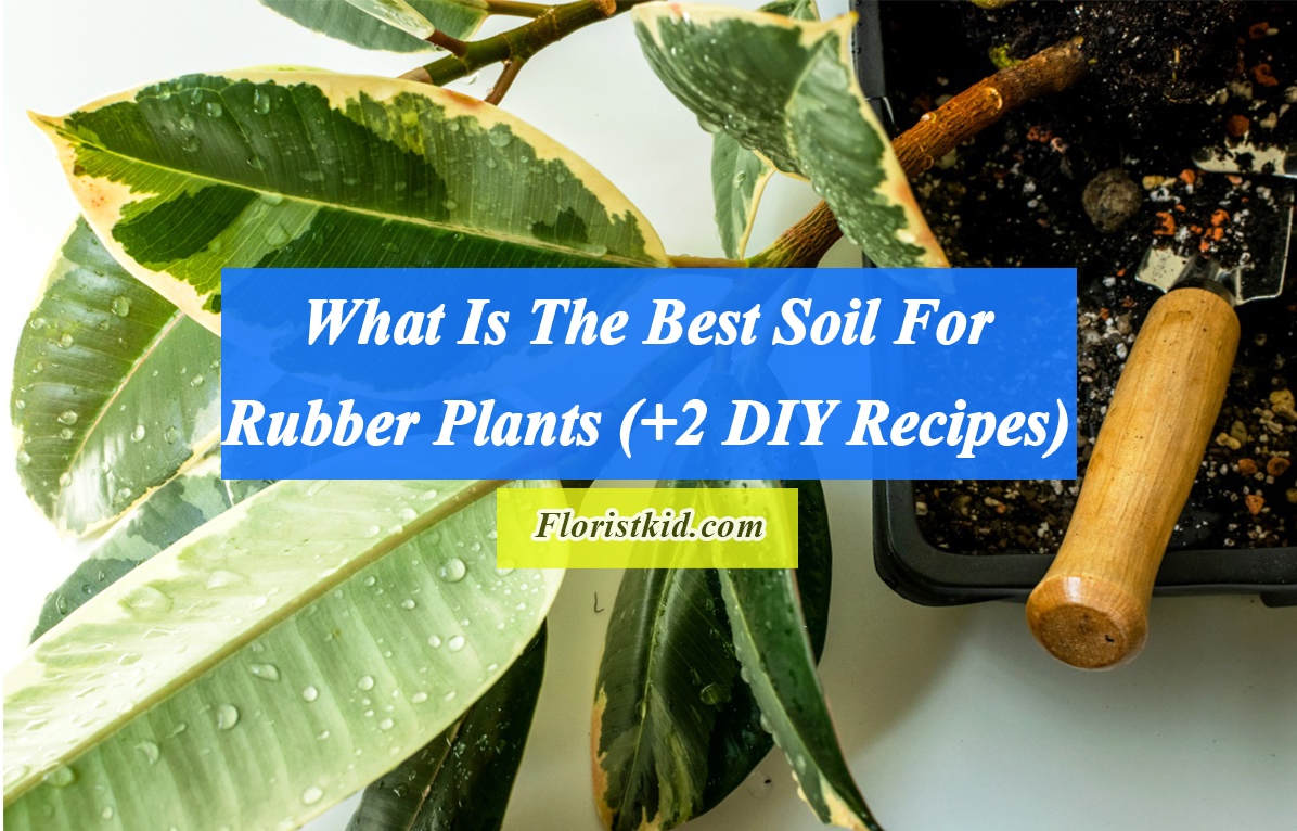 What Is The Best Soil For Rubber Plants (+2 DIY Recipes)