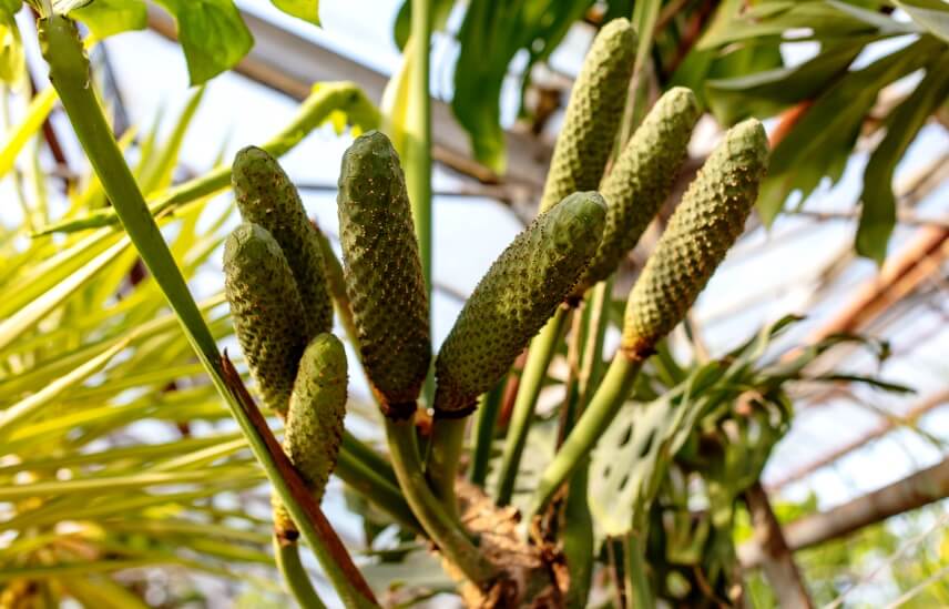 Monstera Deliciosa Fruit 