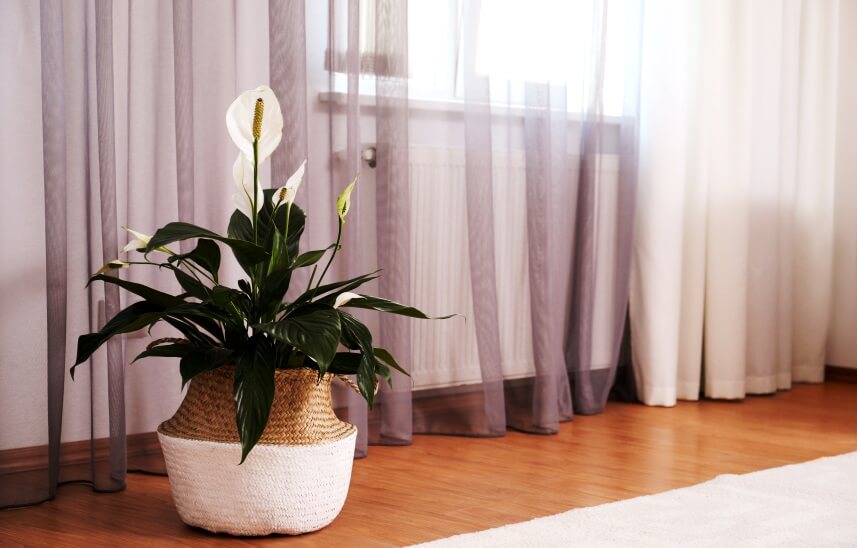 peace lily flower in home