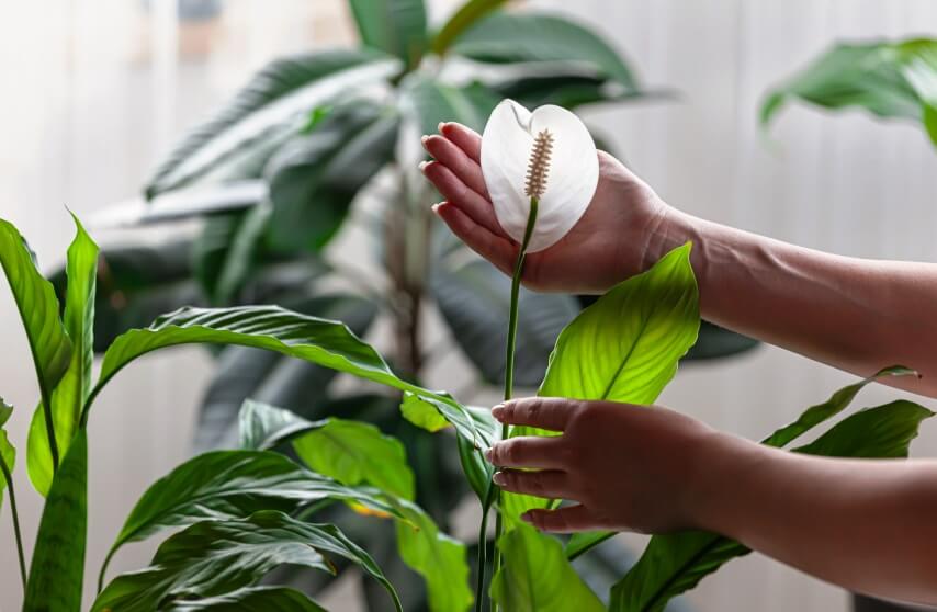 peace lily in hand