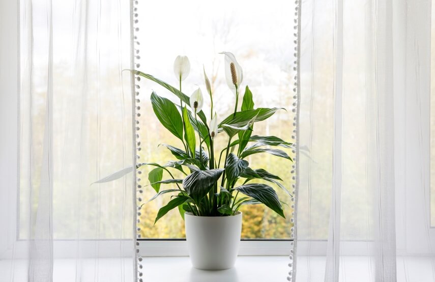 peace lily at home