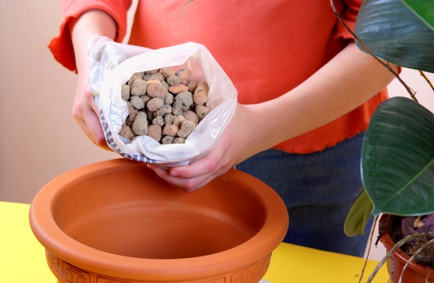 soil for Ficus elastica