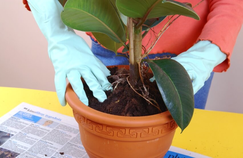 best soil for rubber plant