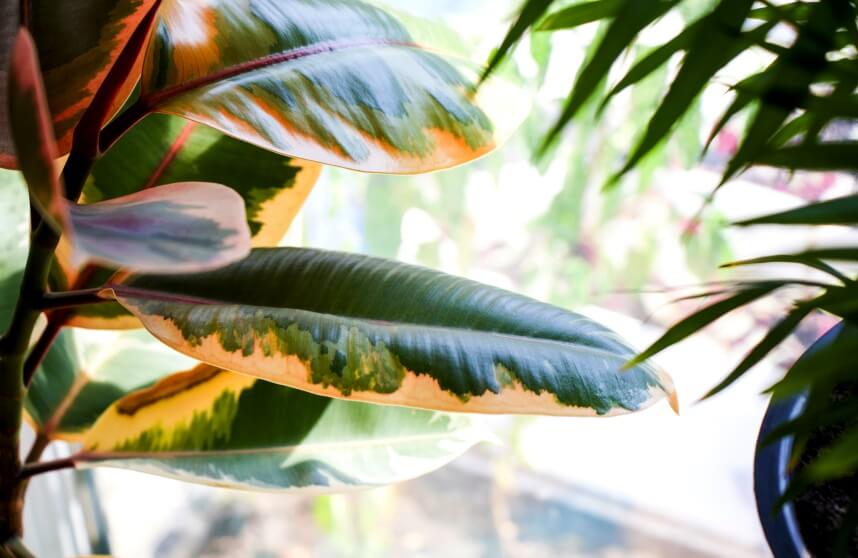 rubber plant leaves