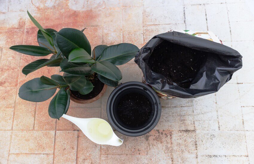make the best soil for rubber tree in house