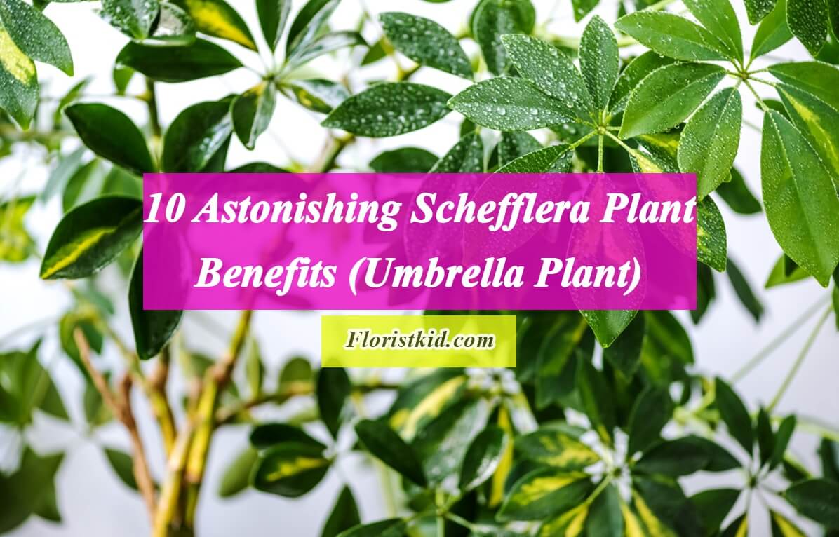 10 Astonishing Schefflera Plant Benefits (Umbrella Plant)