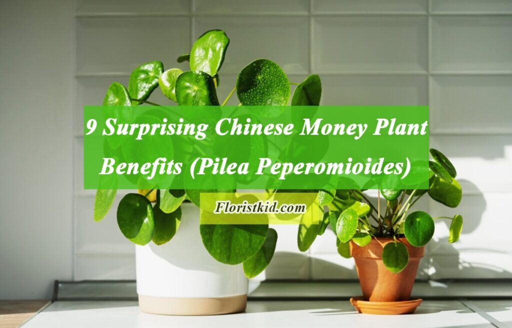 Surprising Chinese Money Plant Benefits (Pilea Peperomioides)