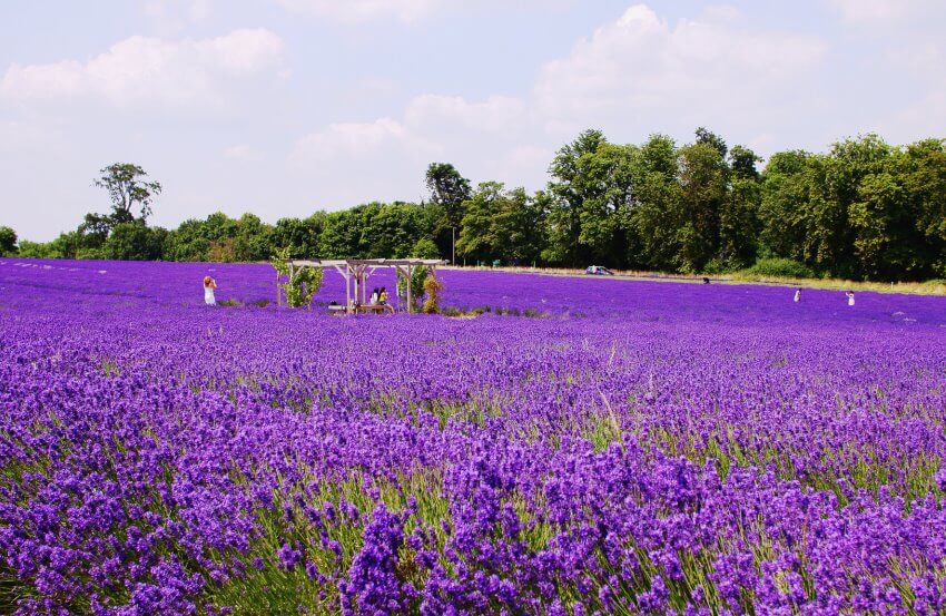 Lavender farm