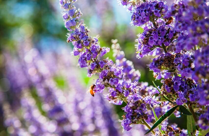 lavender flowers and bee
