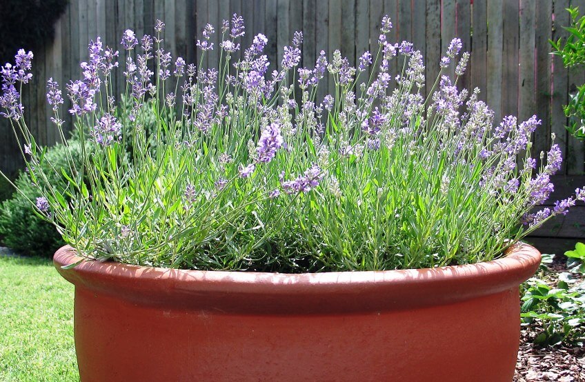 Lavender plant in pot