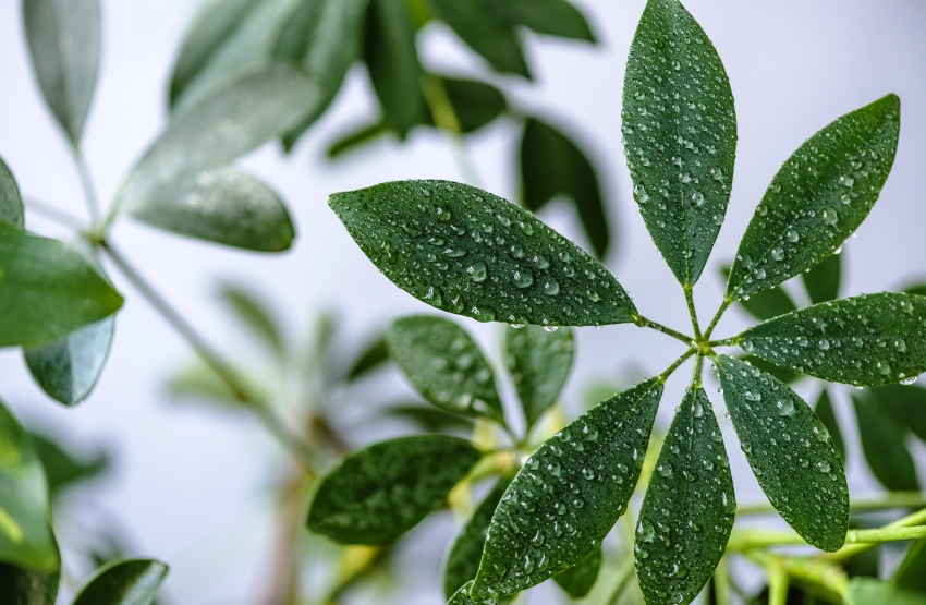 umbrella plant benefits