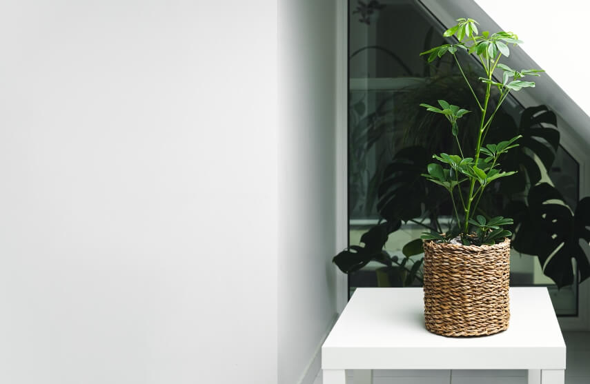 Schefflera plant near window purifying air