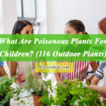 What Are Poisonous Plants For Children ( 116 Outdoor Plants)