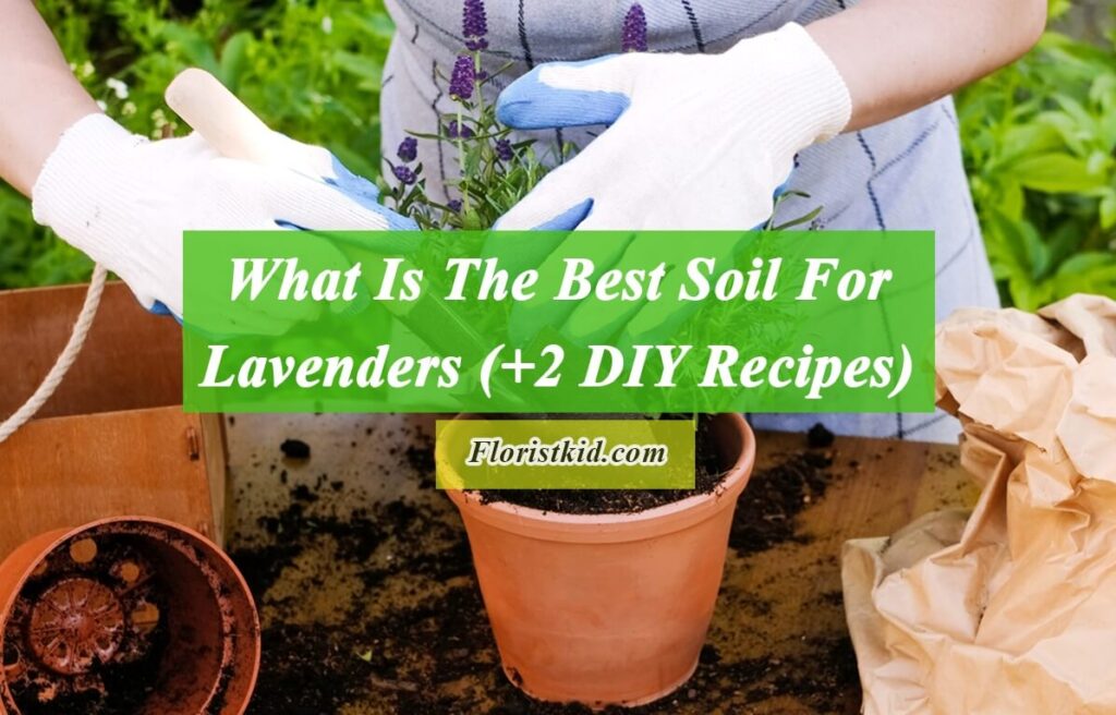 What Is The Best Soil For Lavenders (+2 DIY Recipes)