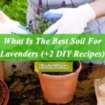 What Is The Best Soil For Lavenders (+2 DIY Recipes)