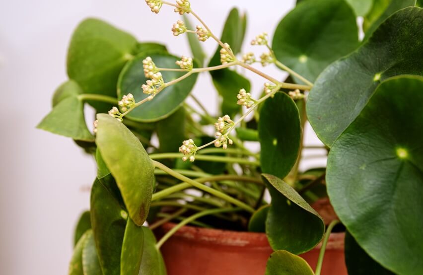 chinese money plant flowering