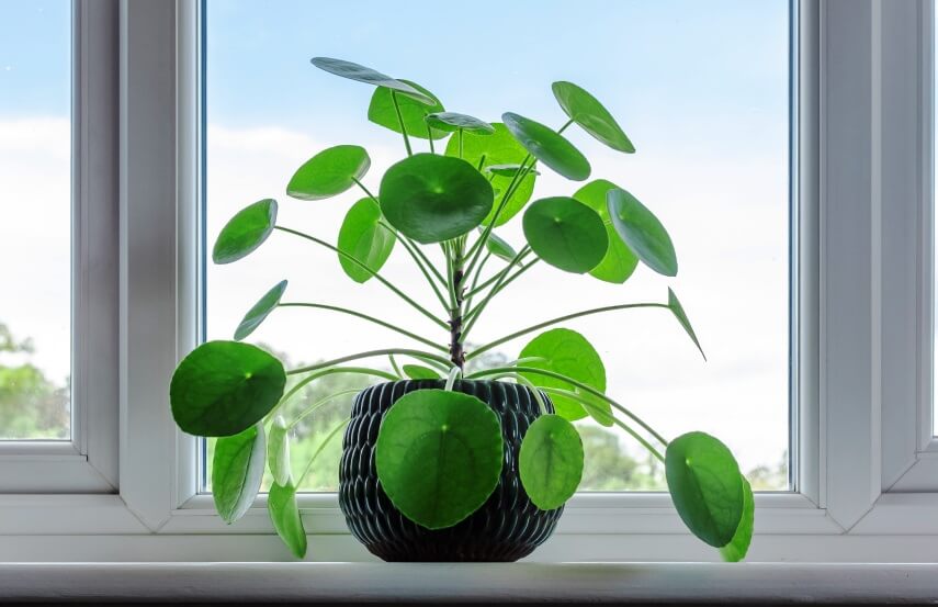 Pilea Peperomioides plant benefits