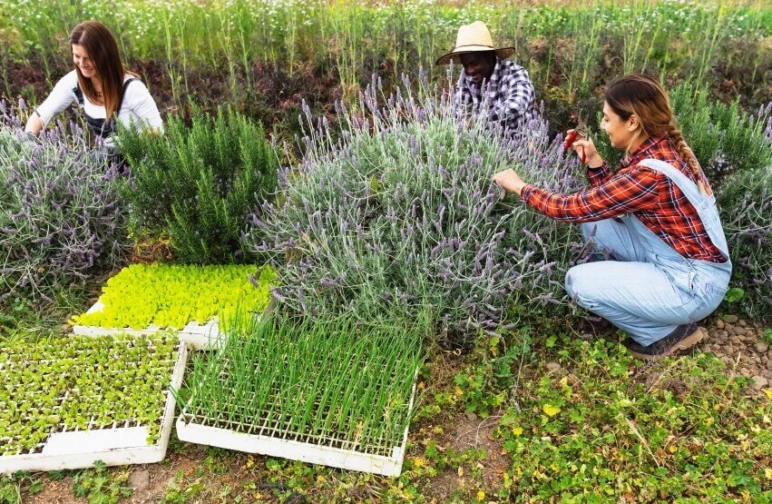 make the best soil for lavender in garden