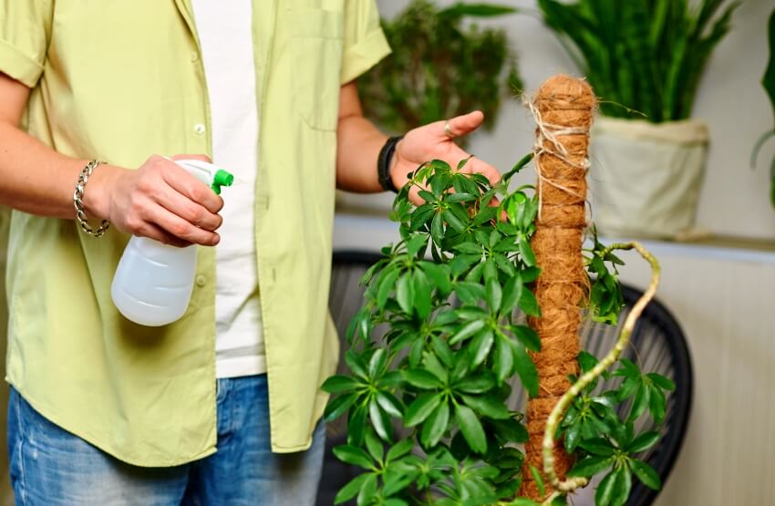 watering  Schefflera plant
