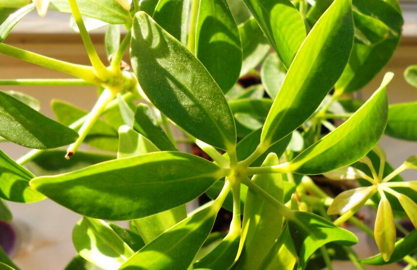 Schefflera plant benefits
