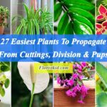 27 Easiest Plants To Propagate By Cuttings, Division & Pups