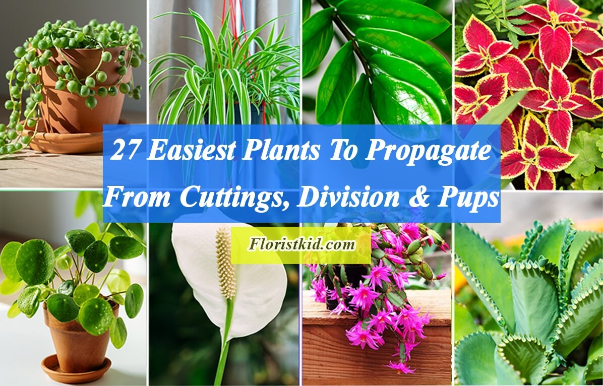 27 Easiest Plants To Propagate By Cuttings, Division & Pups