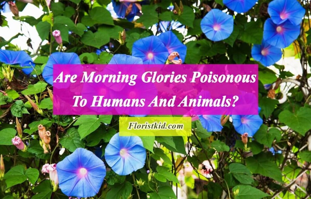Are Morning Glories Poisonous To Humans And Animals