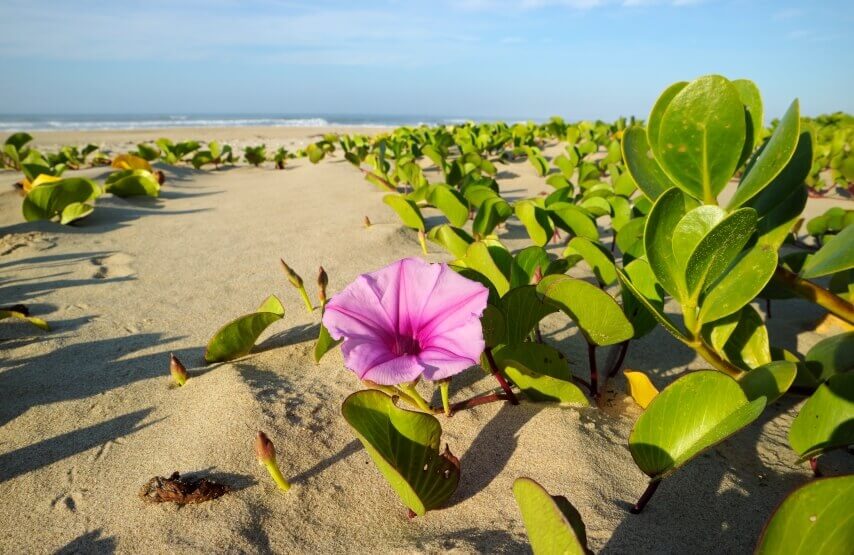 Ipomoea flower in beach 