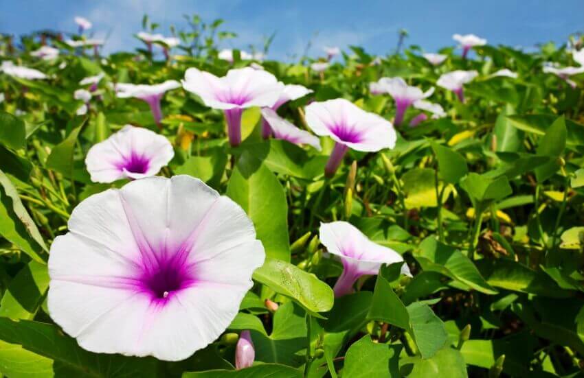 are morning glories poisonous to dogs?