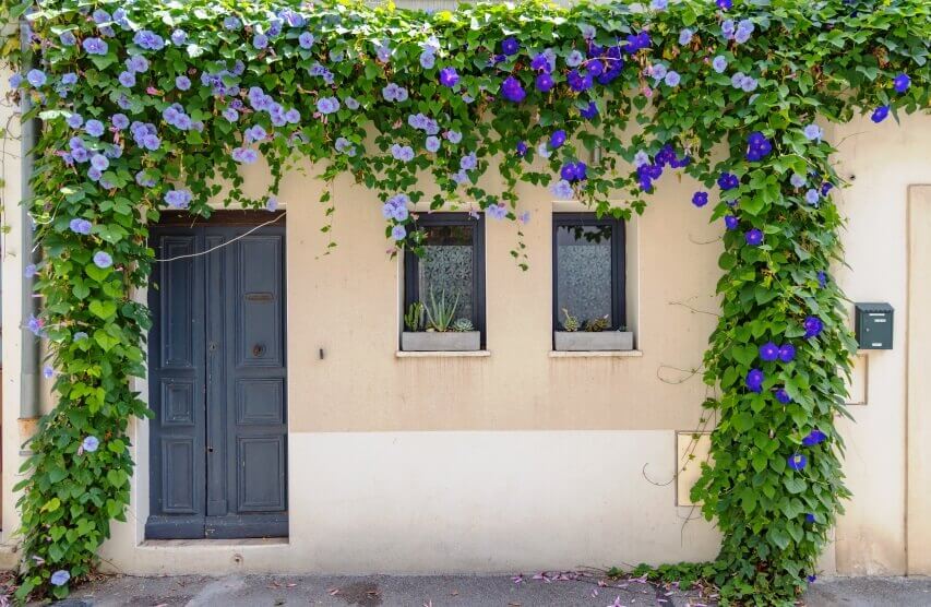 are morning glories poisonous to human?