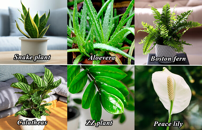 easiest plants to propagate by root division