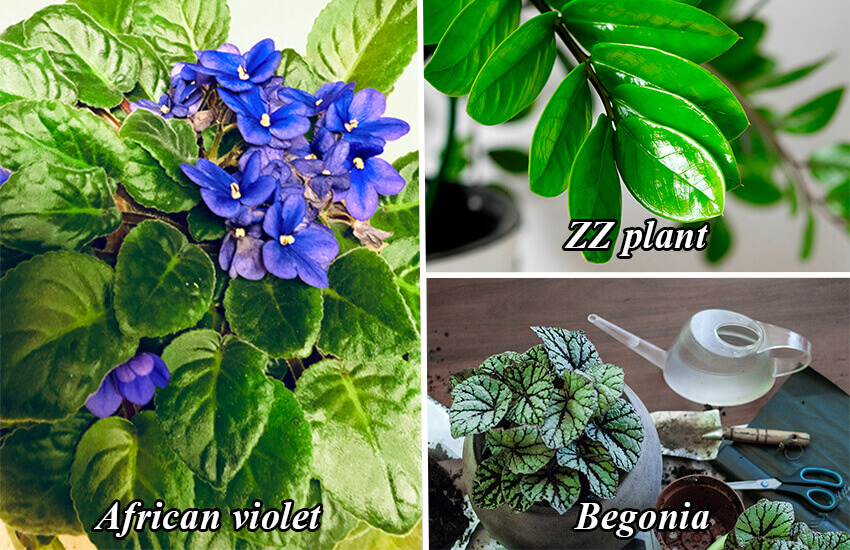 easiest plants to propagate from leaf