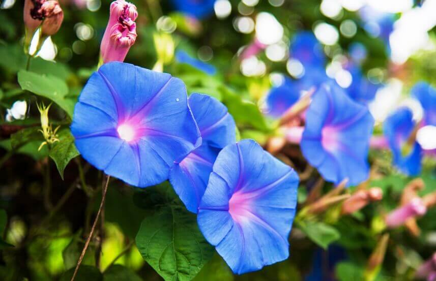 morning glory flower