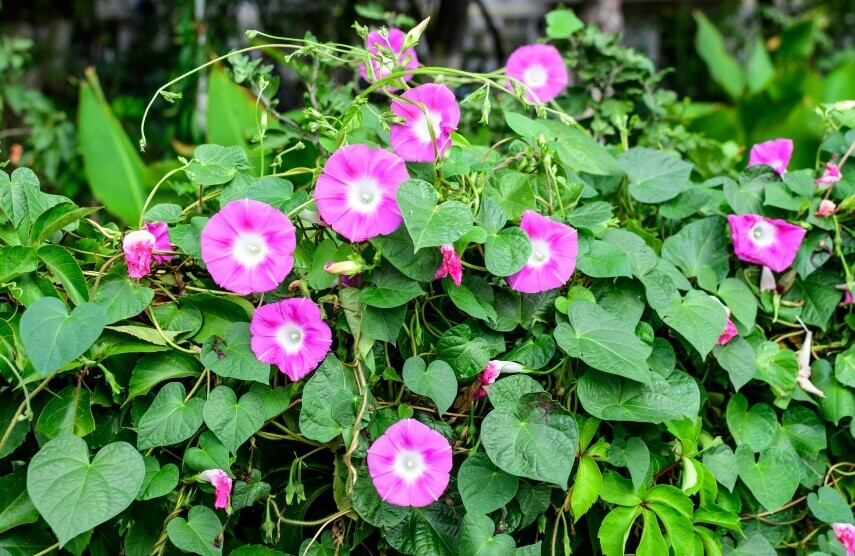 are morning glories poisonous to cats?