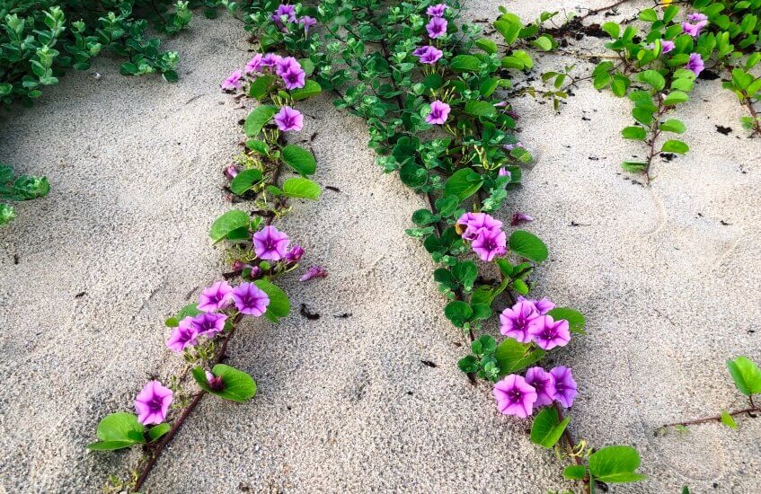 is Ipomoea poisonous to children?