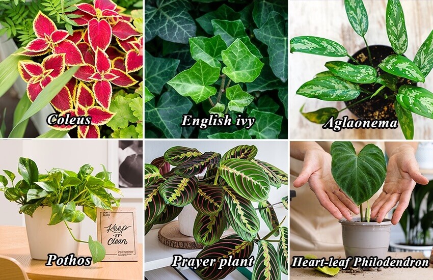 easiest plants to propagate from stem cutting