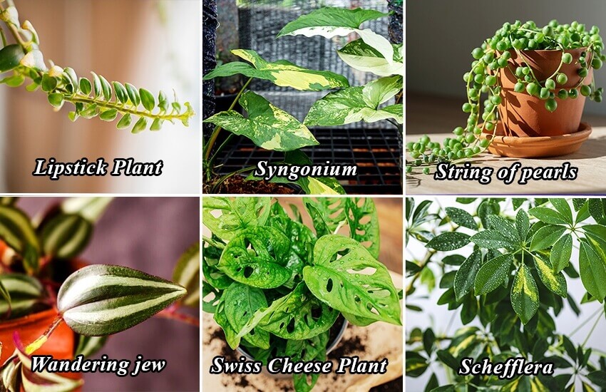 easiest plants to propagate from stem cutting 2