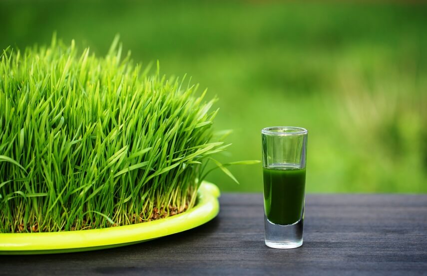wheatgrass microgreens juice