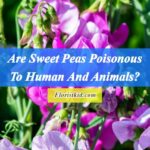Are Sweet Peas Poisonous To Human And Animals