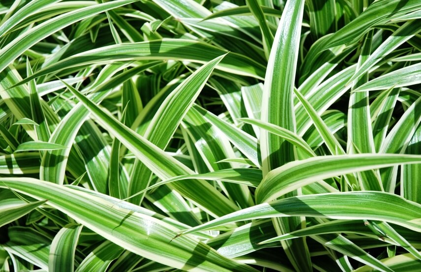 Chlorophytum comosum leaves