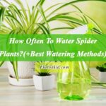 How Often To Water Spider Plants (+Best Watering Methods)